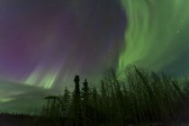 Aurora boreal sobre los árboles - foto de stock