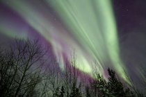 Aurora boreale sugli alberi — Foto stock