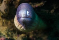 White eyed moray eel — Stock Photo