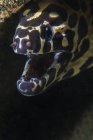 Spotted moray eel with opened mouth — Stock Photo