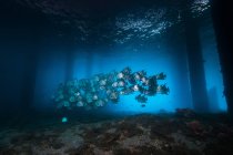 Spadefish gregge nuotare sotto molo — Foto stock