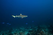 Blacktip shark in blue water — Stock Photo