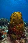 Коралові рифи в Сент-Круа — стокове фото