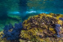 Coral reef in shallow water — Stock Photo
