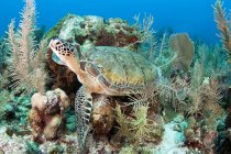 Grüne Meeresschildkröte am Riff — Stockfoto