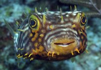 Listrado Burrfish close-up tiro — Fotografia de Stock