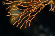 Coral ramo close-up tiro — Fotografia de Stock