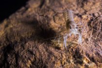 White crawfish on rock — Stock Photo