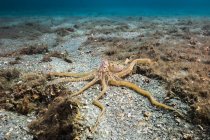 Длинный осьминог ползает по морскому дну — стоковое фото