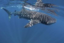 Tubarão-baleia a flutuar perto da superfície da água — Fotografia de Stock