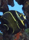 Giovane Angelfish francese — Foto stock