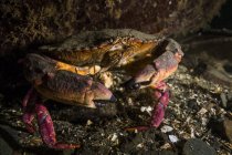 Crabe commun sur le fond marin du canal Hood — Photo de stock