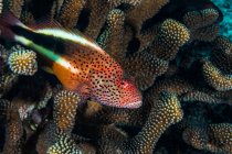 Zackenbarsch schwimmt in Korallen — Stockfoto