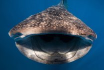 Walhai mit geöffnetem Maul — Stockfoto