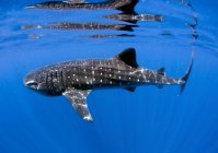 Tubarão-baleia em água azul — Fotografia de Stock