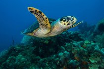Hawksbill tartaruga marina nuotare attraverso la barriera corallina — Foto stock