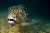Starry pufferfish closeup shot — Stock Photo