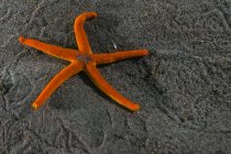 Estrela de sangue do Pacífico em Puget Sound — Fotografia de Stock