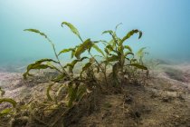 Plants on buttom of Lake Murray — Stock Photo