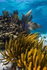Кораловий риф на острові Великий Кайман — стокове фото