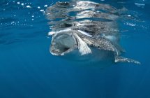 Tiburón ballena alimentándose cerca de Isla Mujeres - foto de stock