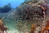 Schooling silversides over reef — Stock Photo