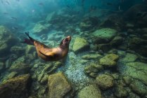 Калифорнийский морской лев на острове Мухерес — стоковое фото