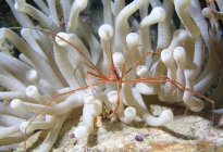 Flèche jaune crabe sur anémone — Photo de stock