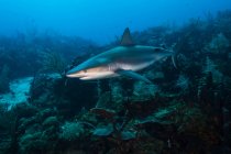 Рифова акула плаває над рифом — стокове фото