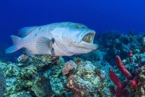 Grouper with opened mouth — Stock Photo