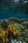 Барвисті коралових рифів у Раджа Ampat — стокове фото