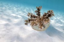 Upside down jellyfish over sand — Stock Photo