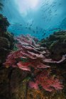 Colorful coral reef in Raja Ampat — Stock Photo