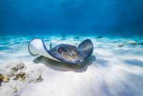 Stachelrochen schwimmen im Grand Cayman — Stockfoto