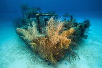 Doc Polson naufrágio em Grand Cayman — Fotografia de Stock