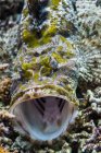 Crocodile flathead opening mouth — Stock Photo