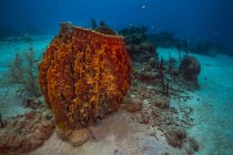 Recifes de Coral em Saint Croix — Fotografia de Stock