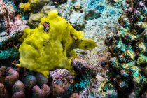Frogfish steadied between rocks — Stock Photo