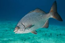 Bermuda chub nuoto in acqua blu — Foto stock