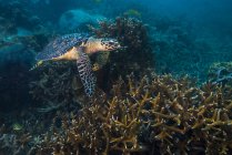 Tortue de mer Hawksbille nageant au-dessus des coraux — Photo de stock