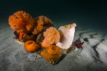 Гигантские толстые анемоны на морском дне — стоковое фото