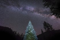 Pine tree under Milky Way — Stock Photo