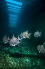 Atlantic spadefish swimming in shipwreck — Stock Photo
