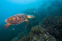 Hawksbille sea turtle swimming over reef — Stock Photo