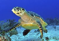 Weißschnabelschildkröte schwimmt über Riff — Stockfoto