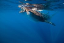 Whale shark in Isla Mujeres — Stock Photo