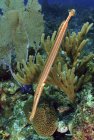 Trumpetfish swimming over reef — Stock Photo