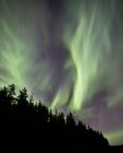 Aurora borealis au-dessus des arbres — Photo de stock