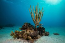 Coral reef in Saint Croix — Stock Photo