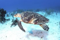 Hawksbill tartaruga con guscio danneggiato — Foto stock